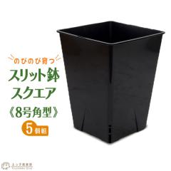 �̂т̂ш�� �w �X���b�g�� �X�N�G�A �x 8���p�^�y5�Z�b�g�z�y �������� �z