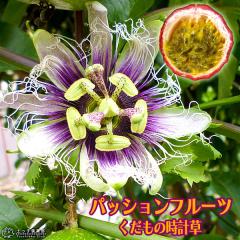 �p�b�V�����t���[�c �w �������̎��v�� �x 10.5cm�|�b�g �y 2�Z�b�g �z