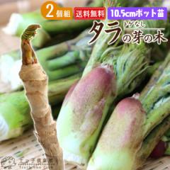 �g�Q�Ȃ� �w �^���̉�̖� �x 10.5cm�|�b�g�c �y2�Z�b�g�z �y���������z