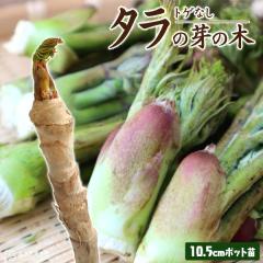 �g�Q�Ȃ� �w �^���̉�̖� �x 10.5cm�|�b�g�c