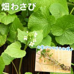 ���킳�� �i ���T�r �c �j 9cm�|�b�g�c �y 2�Z�b�g �z