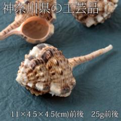 yzE݌ɏzLk̒u@Tc}cuiPj@_ސ쌧̍H|i@Seashell ornament, Kanagawa craft