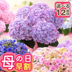 �������{���I ��̓� �� �M�t�g �v���[���g 2026 ���A�� �A�W�T�C �Ԕ� ���� ���z�� �������� �C�x���g�M�t�gB ��������