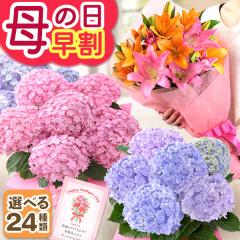 ��̓� ���� �� 2026 �v���[���g �M�t�g ���A�� �A�W�T�C �A�����W�����g �ԑ� �x�S�j�A �o�� ���� �J�[�l�[�V���� �������� �C�x���g�M