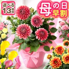 �������{���I ��̓� �� �M�t�g �v���[���g 2026 ���A�� �_���A �J�[�l�[�V���� �Ԕ� �C�x���g�M�t�gE �������� �񂹐A�� �J���u���R�A 