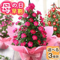 �������{���I ��̓� �� �M�t�g �v���[���g 2026 ���A�� �o�� �^���[ 6���� �Ԕ� �~�j�o�� ���[�Y �K�N �傫�� ���]�� �C�x���g�M�t�gM 