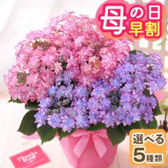 �������{���I ��̓� �� �M�t�g �v���[���g 2026 ���A�� �A�W�T�C 6���� �Ԕ� �������� ���z�� �傫���T�C�Y �C�x���g�M�t�gN ��������