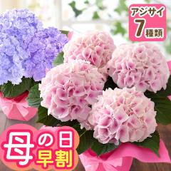 �������{���I ��̓� �� �M�t�g �v���[���g 2026 ���A�� �A�W�T�C 4���� �Ԕ� �������� ���z�� �������� ���b�Z�[�W�J�[�h�t�� �͂͂̓� 