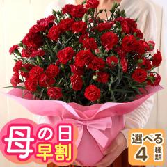 �������{���I ��̓� �� �M�t�g �v���[���g 2026 �傫�� ���A�� ����T�C�Y �J�[�l�[�V���� 8�� �Ԕ� �C�x���g�M�t�gS �������� ��� �� 