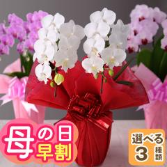 �������{���I ��̓� �� �M�t�g �v���[���g 2026 �Ԕ� �~�f�B�Ӓ��� 2�{���� 14�ֈȏ�i�ڂݍ��݁j �I�ׂ�3�F �C�x���g�M�t�gW ������