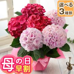 �������{���I ��̓� �� �M�t�g �v���[���g 2026 ���A�� �A�W�T�C �؂₩2�F�A�� 5���� �Ԕ� �C�x���g�M�t�gZ �������� ���b�Z�[�W�J�[�h