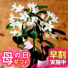 �������{���I ��̓� �� �M�t�g �v���[���g 2026 ���A�� �W���X�~���� ���^�ȏ����u�}�_�K�X�J���W���X�~���v ���� �Ԕ� �C�x���g�M�t�g 