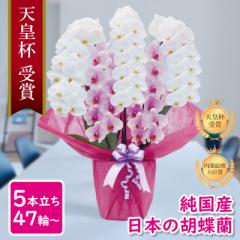 Ӓ g Y ysNMIXz Yn  5{ 47ց` Ԏ 摜zM Yn j v[g  Mtg