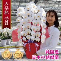 Ӓ Ԏ Y 3{ 48ց` /WsN/sN/  摜zM Yn j v[g  Mtg 蕨 