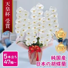 Ӓ Ԏ Y 5{ 47ց` /WsN/sN/  摜zM Yn j v[g  Mtg 蕨 