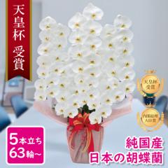 Ӓ Ԏ Y 5{ 63ց` /WsN/sN/  摜zM Yn j v[g  Mtg 蕨 