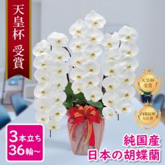 Ӓ Ԏ Y 3{ 36ց` /WsN/sN/  摜zM Yn j v[g  Mtg 蕨 