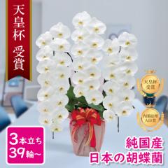 Ӓ Ԏ Y 3{ 39ց` /WsN/sN/  摜zM Yn j v[g  Mtg 蕨 