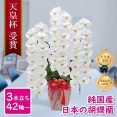 Ӓ Ԏ Y 3{ 42ց` /WsN/sN/  摜zM Yn j v[g  Mtg 蕨 