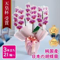 Ӓ Ԏ  3{ 21ց` sN Of[V B[iX uhӒ j v[g  Mtg 蕨 a