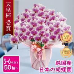 Y Ӓ Ԏ  5-6{ 50ց` sN Of[V B[iX 摜zM uhӒ j v[g 