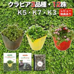 �y���r���[���T����z�N���s�A �S�i�킨�����Z�b�g �c12�� K7 K5 K3 �e4�� 3���ėp �A�̓}�j���A���t �O�����h�J�o�[ 12�|�b�g �L�@����