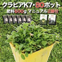 �y���r���[���T�z �N���s�A K7 ���i�� 9cm�|�b�g�c 80���Z�b�g �L�@����ꔭ�ʍؔ엿600g�t�� �A�̓}�j���A���t�� �O�����h�J�o�[ �A�� 