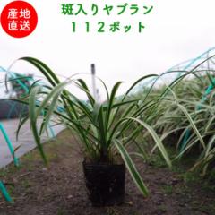 �����胄�u���� �P�O.�Tcm�|�b�g �P�P�Q�� �Y�n���� �O�����h�J�o�[��������