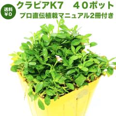 �y���r���[���T�z �N���s�A K7�i���j 9cm�|�b�g�c 40���Z�b�g ���S�A�̓}�j���A���t�� �O�����h�J�o�[ �A�� �C���_���\�E���ǎ� ���i�� 