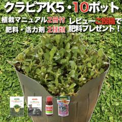 �y���r���[���T�z �N���s�A K5 �����i�� 10�� ���������Z�b�g �A�̓}�j���A���t�� �c10�|�b�g �엿���͍�2��t�� �C���_���\�E���ǎ� �O