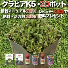 �y���r���[���T�z �N���s�A K5�i�����j  20�� ���������Z�b�g ���S�A�̓}�j���A���t�� �c20�|�b�g �엿 ���͍� 2��i�L�@����ꔭ�ʍؔ�