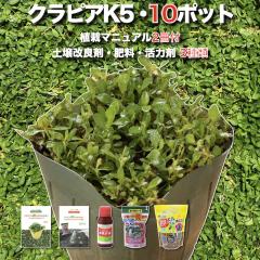 �y���r���[���T�z �N���s�A K5 �����i�� 10�� �y����ǃZ�b�g �A�̓}�j���A���t�� �c10�|�b�g �엿���͍ܓy����Ǎ�3�� �C���_���\�E����