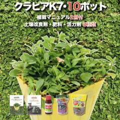 �y���r���[���T�z �N���s�A K7�i���j 10�� ���������y����ǃZ�b�g ���S�A�̓}�j���A���t�� �c10�|�b�g �엿 ���͍ܓy����Ǎ� 3��t�� 