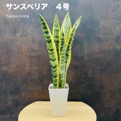 �ϗt�A�� �T���X�x���A 4�����c ������� �C���e���A ���j�� �J�X�j�� �V�z�j�� �a�����j�� �����j�� ���z���j�� ��̓� ���̓� �v���[��