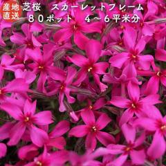 �ō� �ԐF �X�J�[���b�g�t���[�� �Xcm�|�b�g �W�O�� �V�o�U�N�� �O�����h�J�o�[ ��������