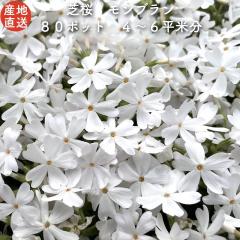 �ō� ���F �����u�����z���C�g �W�O�|�b�g �O�����h�J�o�[ ��������