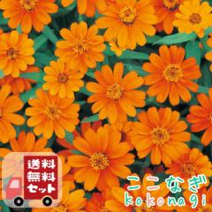 みかん 苗木 【宮川早生】 温州みかん 3年生接木大苗 【産地で剪定済