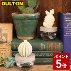 DULTON JN^X tOX fBt[U[ A CACTUS FRAGRANCE DIFFUSER A ELEGANT PEONY G675-824A-EP _g