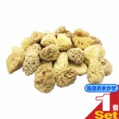 ()(X܂(oL))(VRX|W)njJ VRCȃX|W (NATURAL SEASPONGE) (6`7cmx2cm)