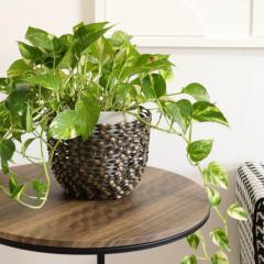 y 悠zACAv^[ Jo[ Vv _ CeA rO  k   z Vz S[h Ԋ