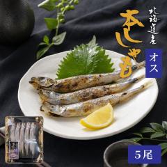 �k�C���Y��������I�X5�� �k�C���Y �{������� ���t�� ������� ���� �C�N ���� ���܂� ���̍� ���т̂��� �k�C���O���� �k�C������ ��