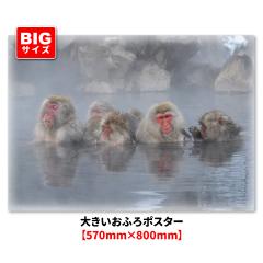 �傫�������C�|�X�^�[ ����ɂ��鉎 �}�O�l�b�g�V�[�g�� ��z�֑�������