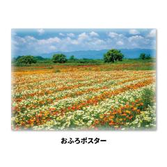 �����C�|�X�^�[ �|�s�[�� �}�O�l�b�g�V�[�g�� ��z�֌���