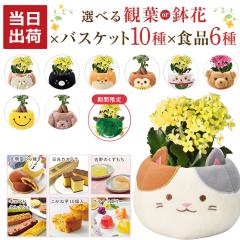 Iׂ120 KW} JRG VN ϗtA  v[g  Ԕ  A JXe ˈ і [[ 