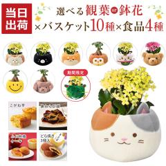 Iׂ80 KW} JRG VN ϗtA  v[g  Ԕ  A JXe ˈ і  ԃM