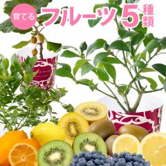 t[c  u[x[ LEC v[g  Mtg t Ԕ c ʕ A ʎ ʎ ̖ u[x[̖ LE