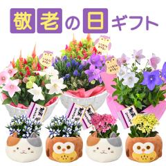 �h�V�̓� �M�t�g �� �h�V�̓��̃v���[���g�� ���΂������ �v���[���g ���A�� �����h�E �J�����R�G �ӂ��낤 �����L �O�єL �񂹐A�� ��