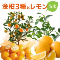   LEC A 񂩂 c t  Mtg v[g j|E v`} }C[ t[Mtg  Ԕ 