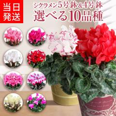 �����o��14���܂� �V�N������ 5���� ���A�� �� �M�t�g �v���[���g ���� �� �s���N �� �� ���� �Ԕ� ������߂� 5�� �� ���k�`�֐� ������