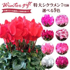 �V�N������ 7���� ���A�� �� �M�t�g �v���[���g ���� �r�N�g���A �s�A�X �� �s���N �� �� �h���[���p�[�v�� �h���[���s���N �h���[�����C